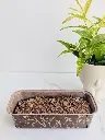 Healthy dates-walnut - z2.webp